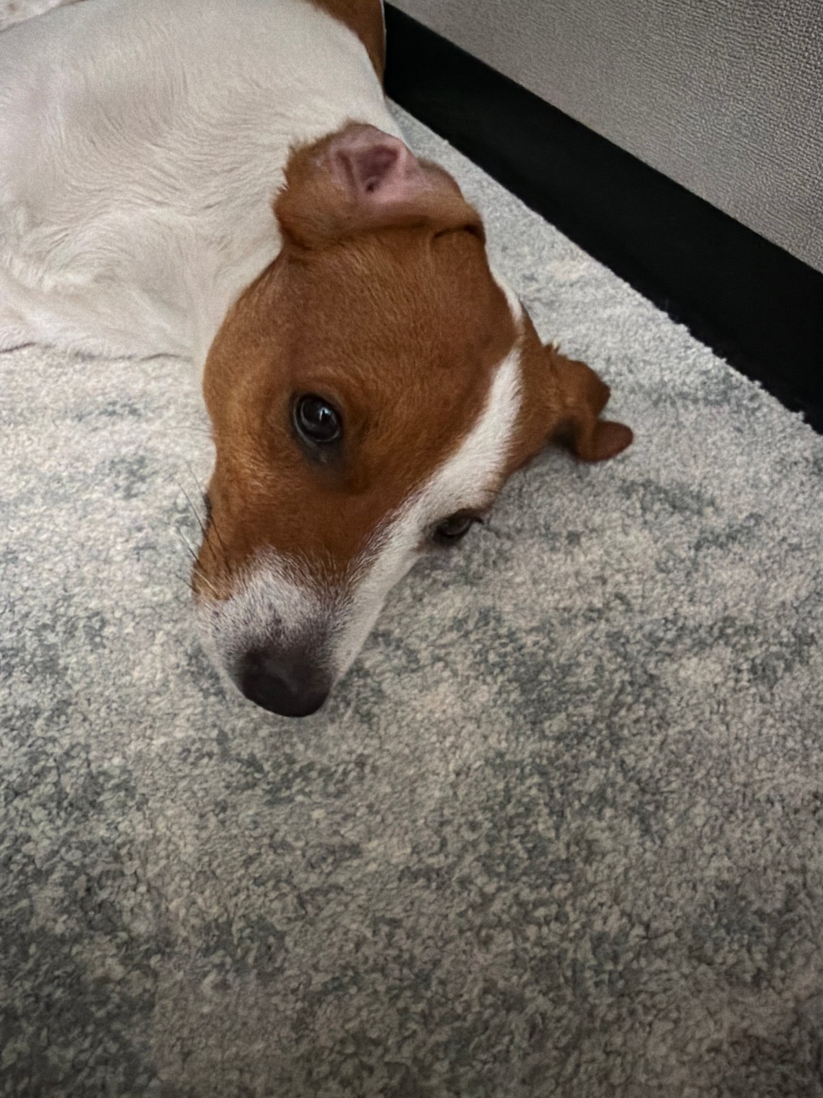 Moscow Pet Owner Documents Afternoon with Jack Russell Terrier