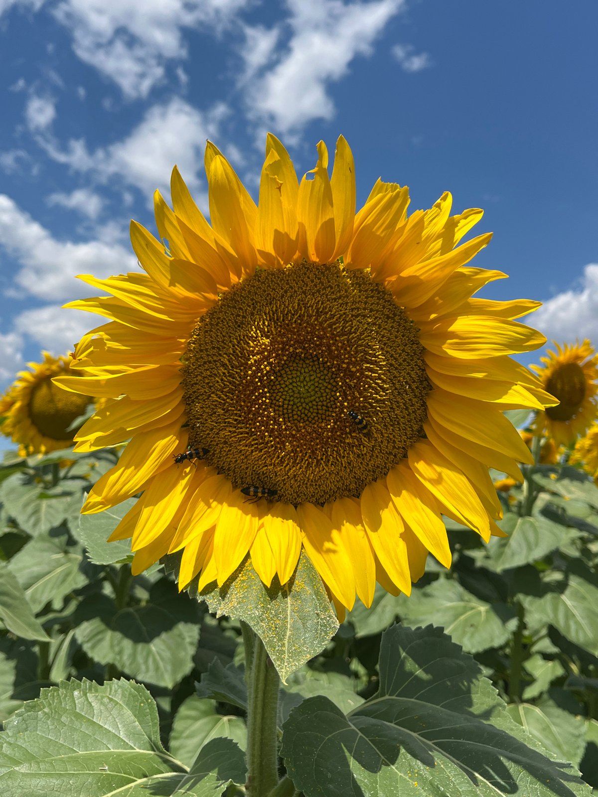 Sunflowers and lavender in bloom, Duvanlii fields