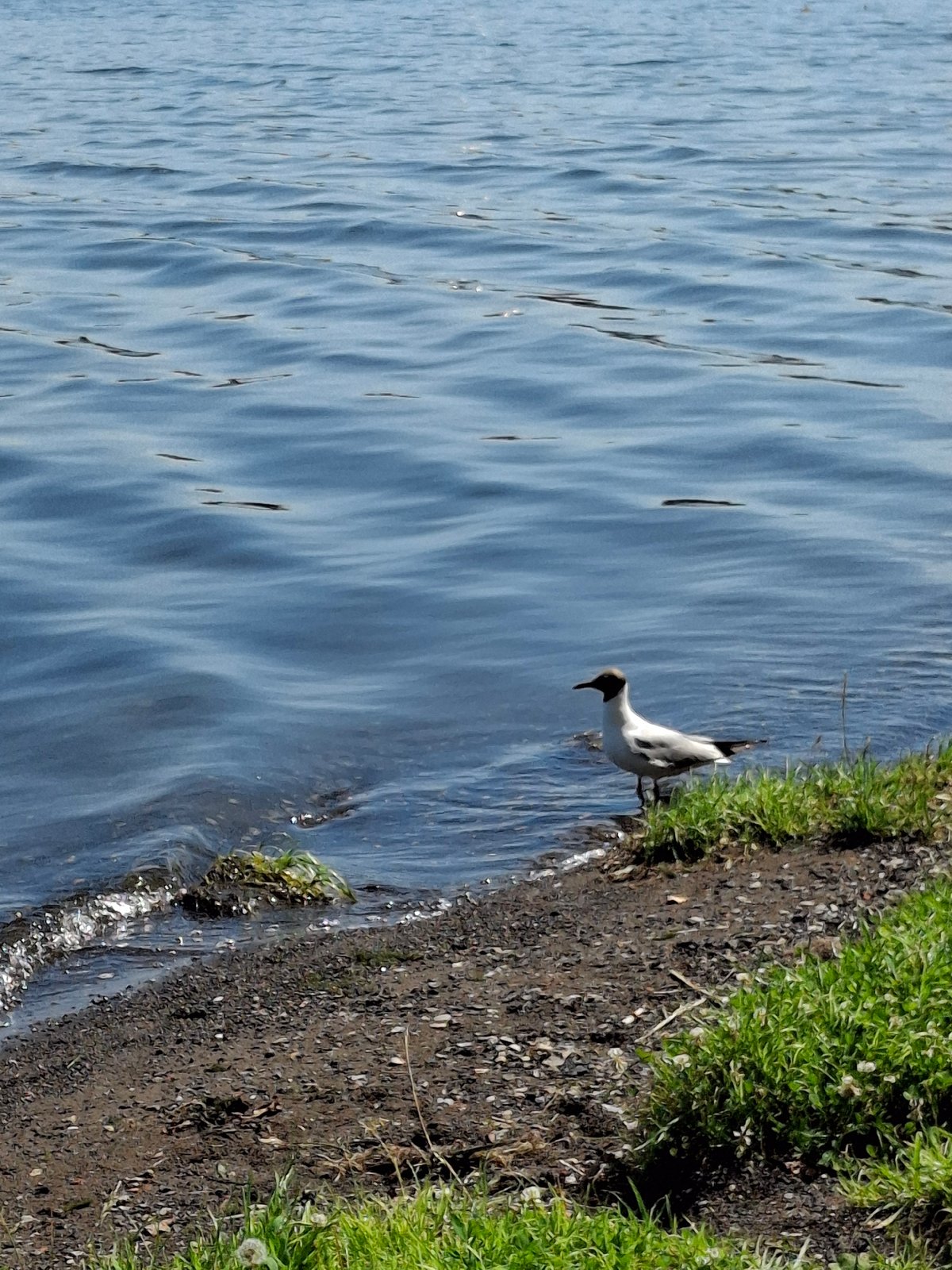 Sunny morning at Votkinsk Reservoir, birds, buildings, and waterfront views