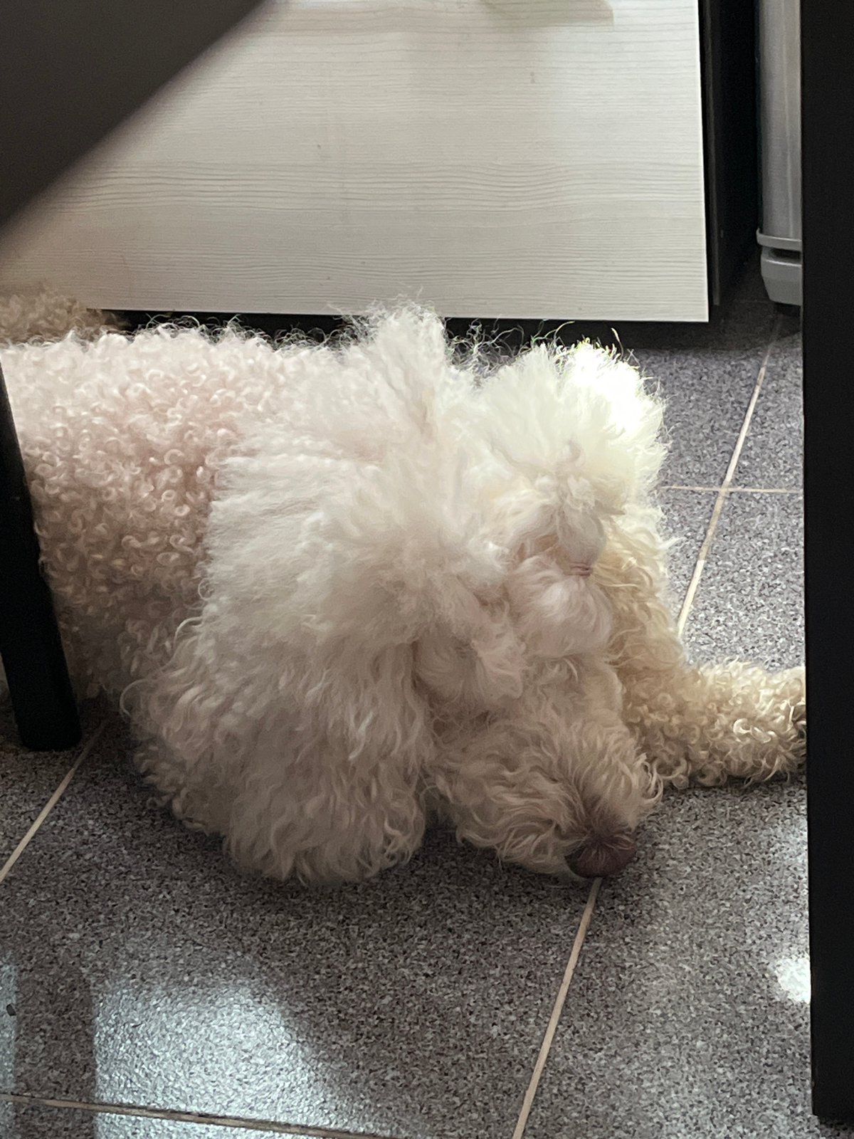 White poodle naps in a patch of sunlight on grey tiles