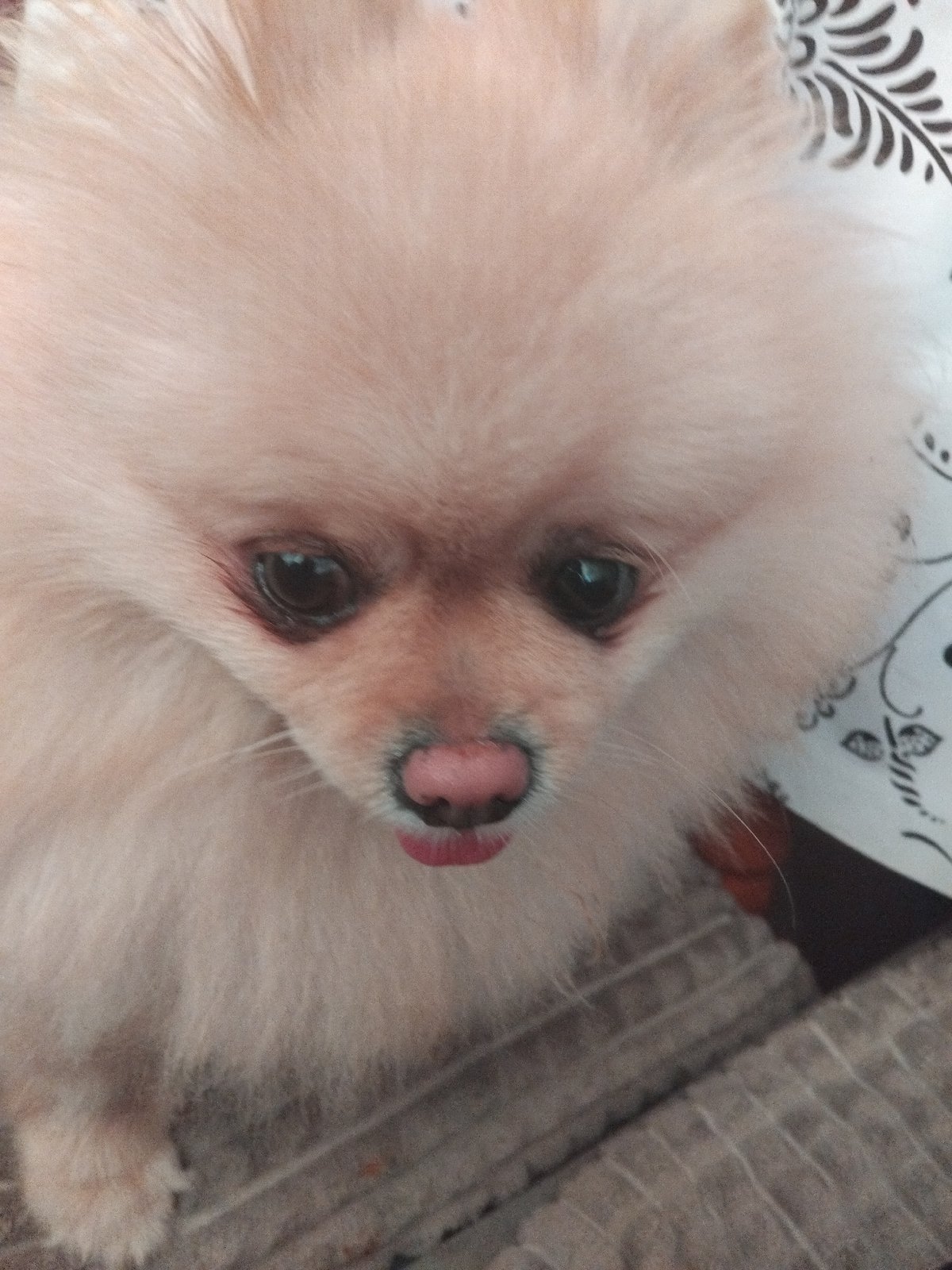 Pomeranian dog photographed resting on blanket in Apriltsi, Bulgaria