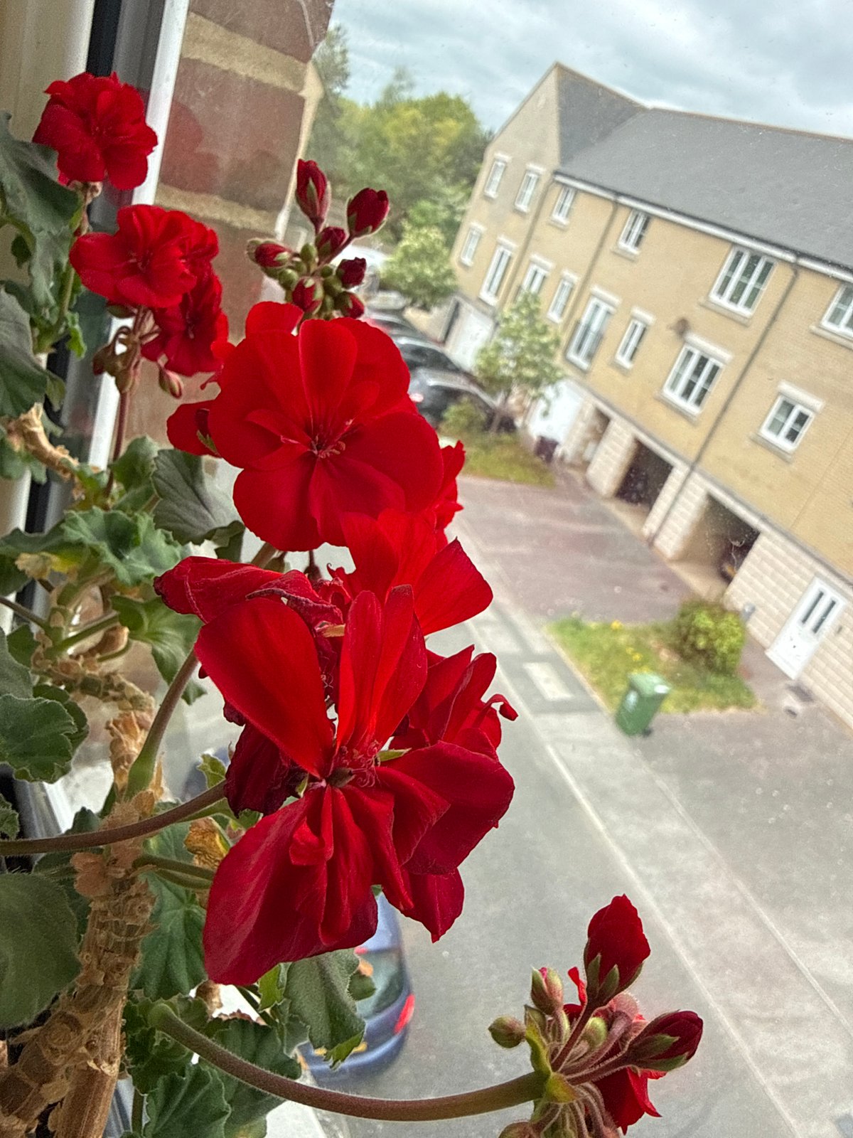 Red geraniums bloom on Great Yarmouth windowsill
