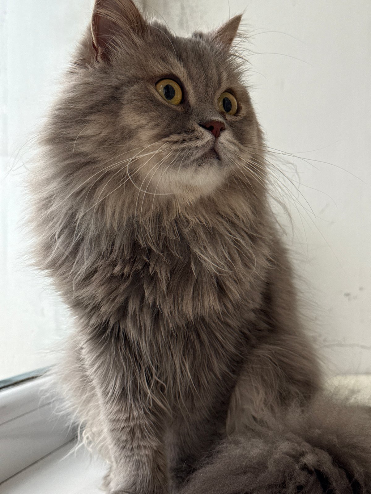Gray cat on a Luhansk windowsill, July afternoon