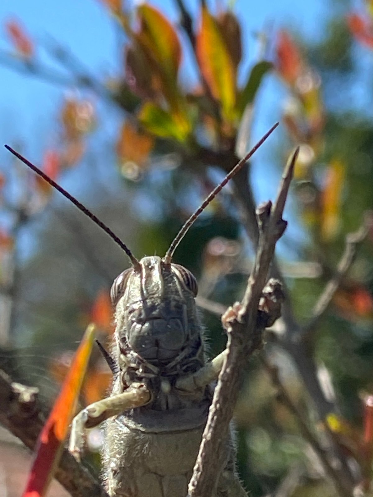 Grasshopper spotted on spring branches in Krimovice, Montenegro