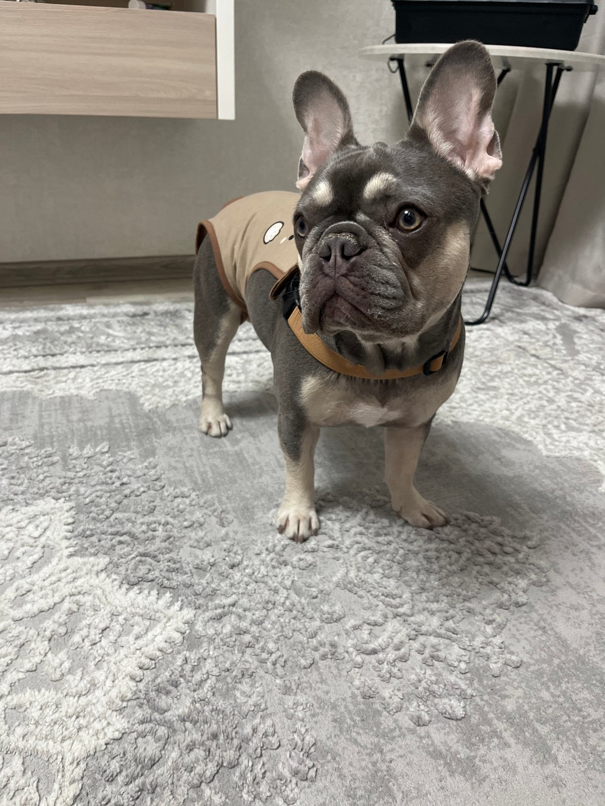 French bulldog in harness photographed indoors in Chaikovsky
