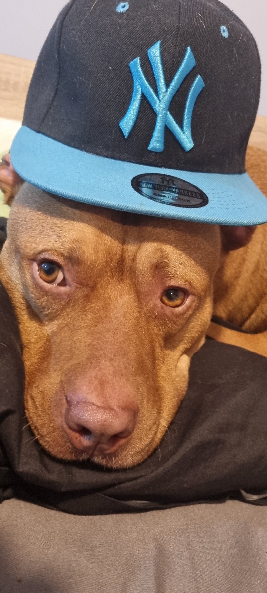 Pit Bull Dog Spotted Wearing Yankees Cap, Purple Garment