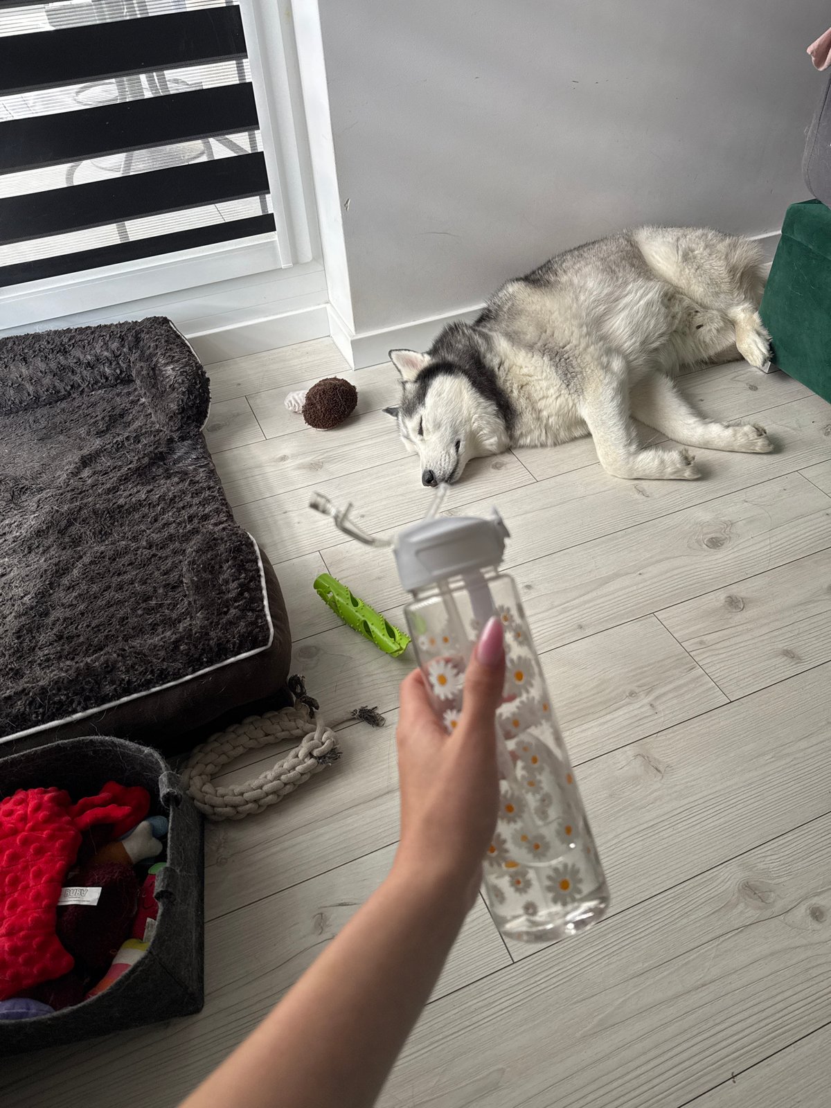 Husky skips the dog bed, naps on the floor instead
