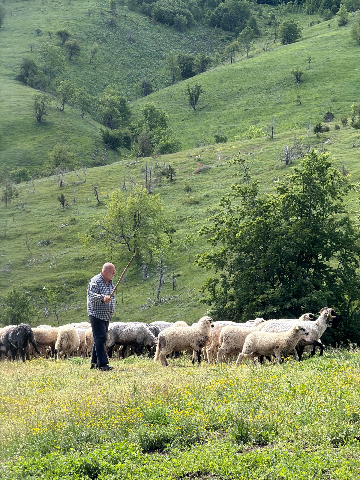 Shepherd tends flock on Montenegro hillside morning scene