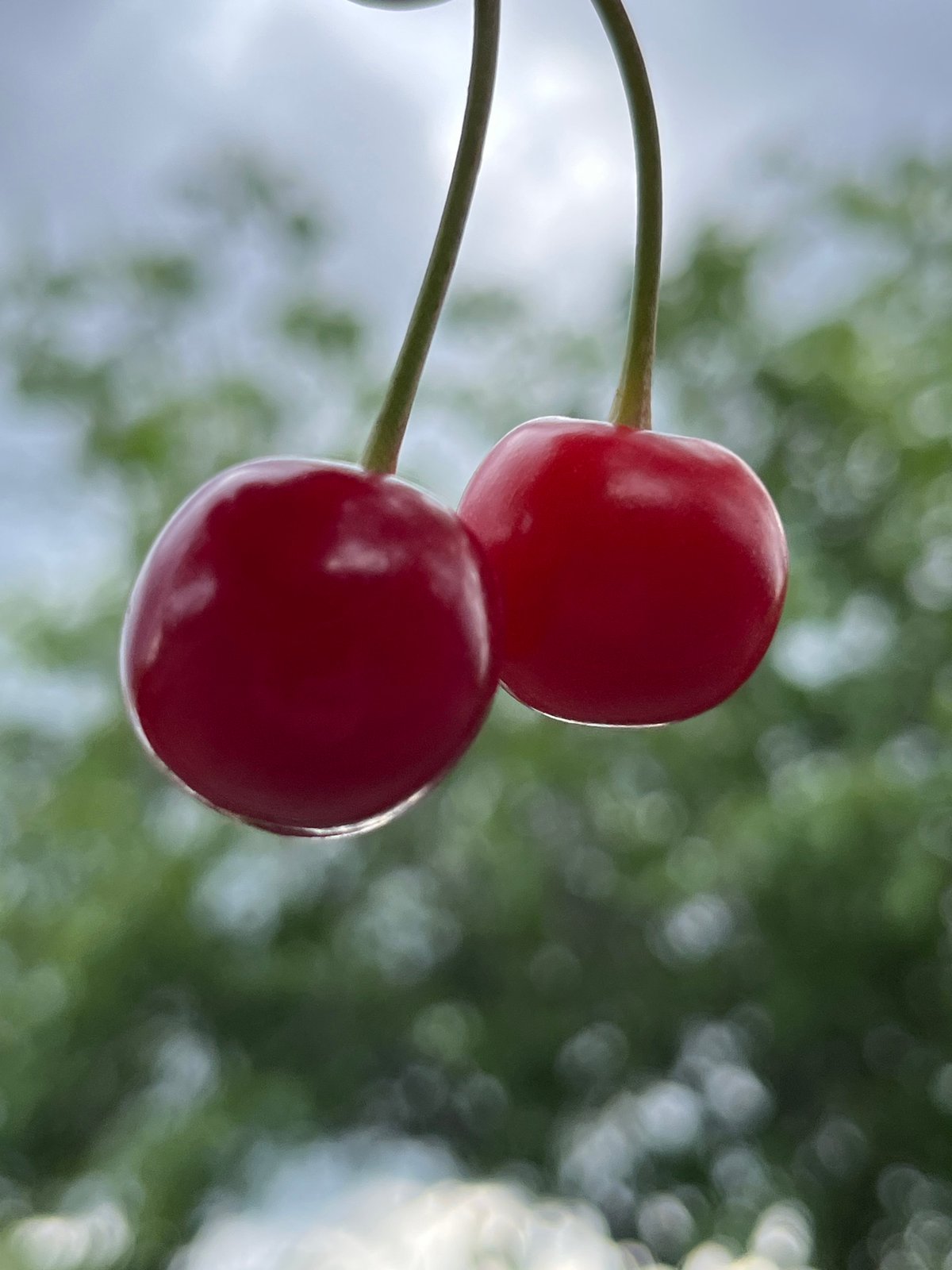 Cherry harvest season observed in Kryvyi Rih, Ukraine