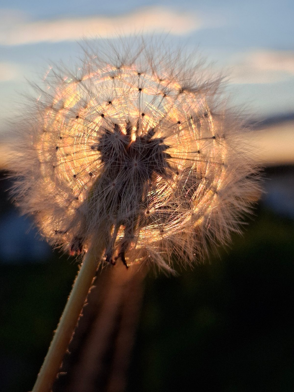 Golden hour moments captured in Chaikovsky, Russia