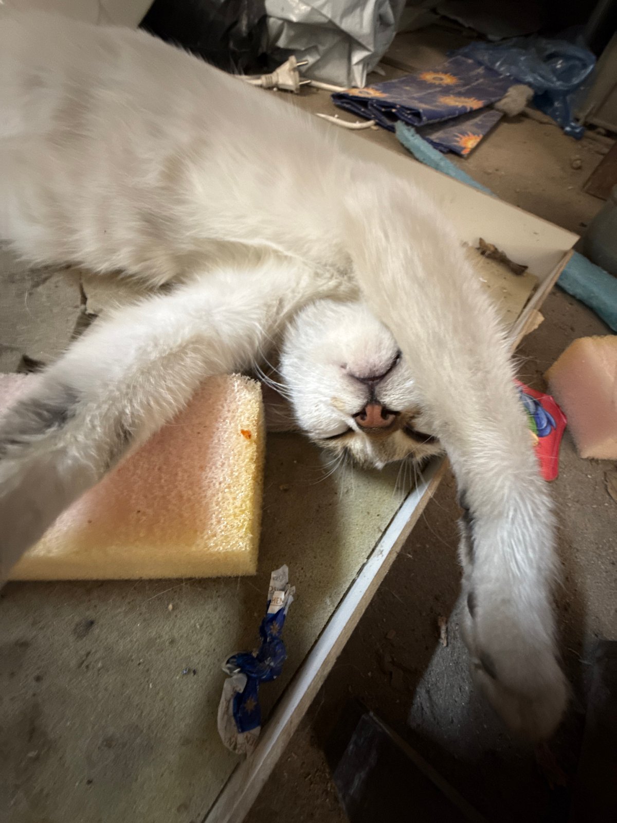 Cat rests peacefully amid urban clutter in Plovdiv