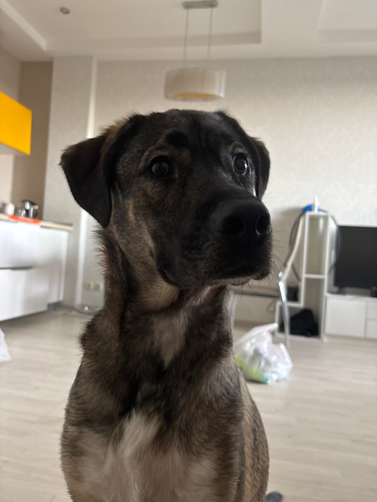 Lazy morning indoors with a dog, Omsk apartment district outside