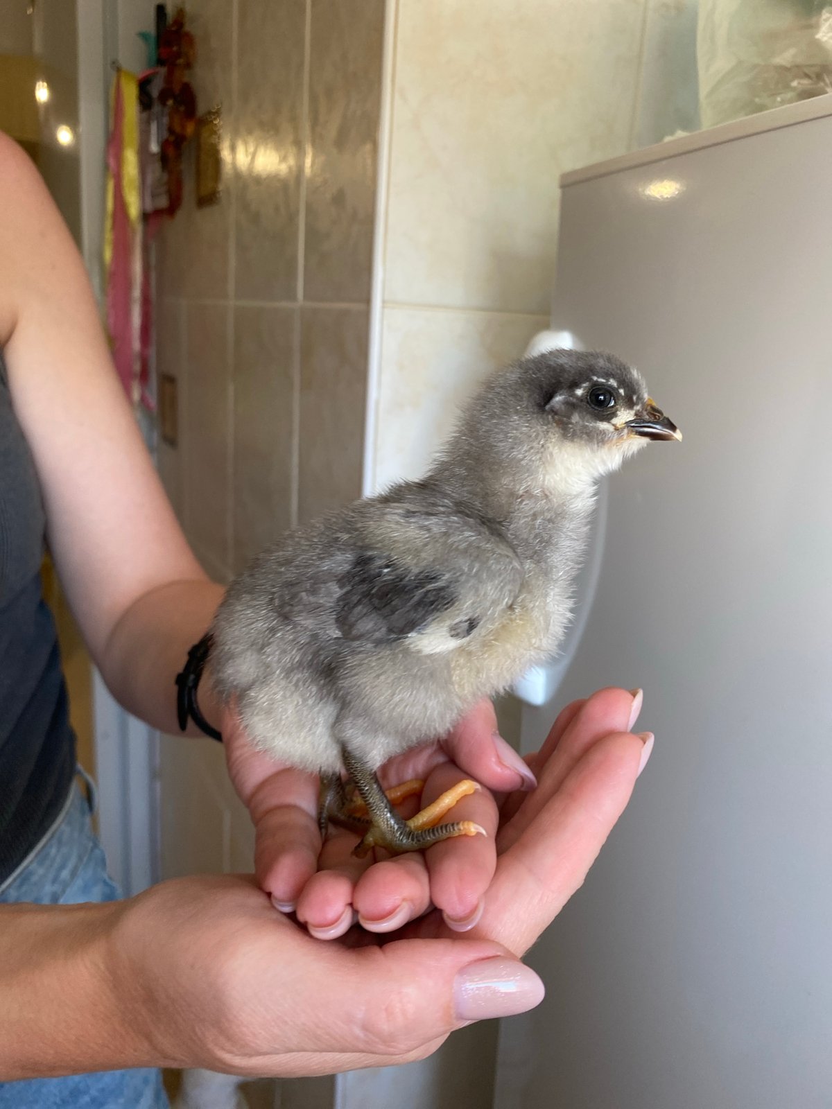 Person handles multiple chicks in Votkinsk home setting