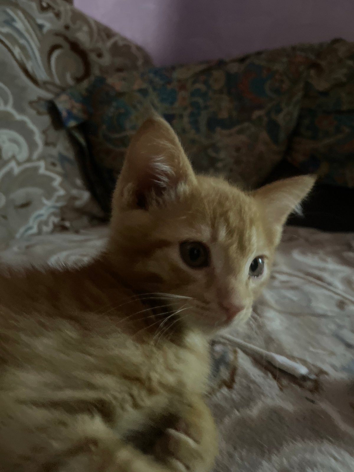 Cats observed in residential area of Almaty, Kazakhstan