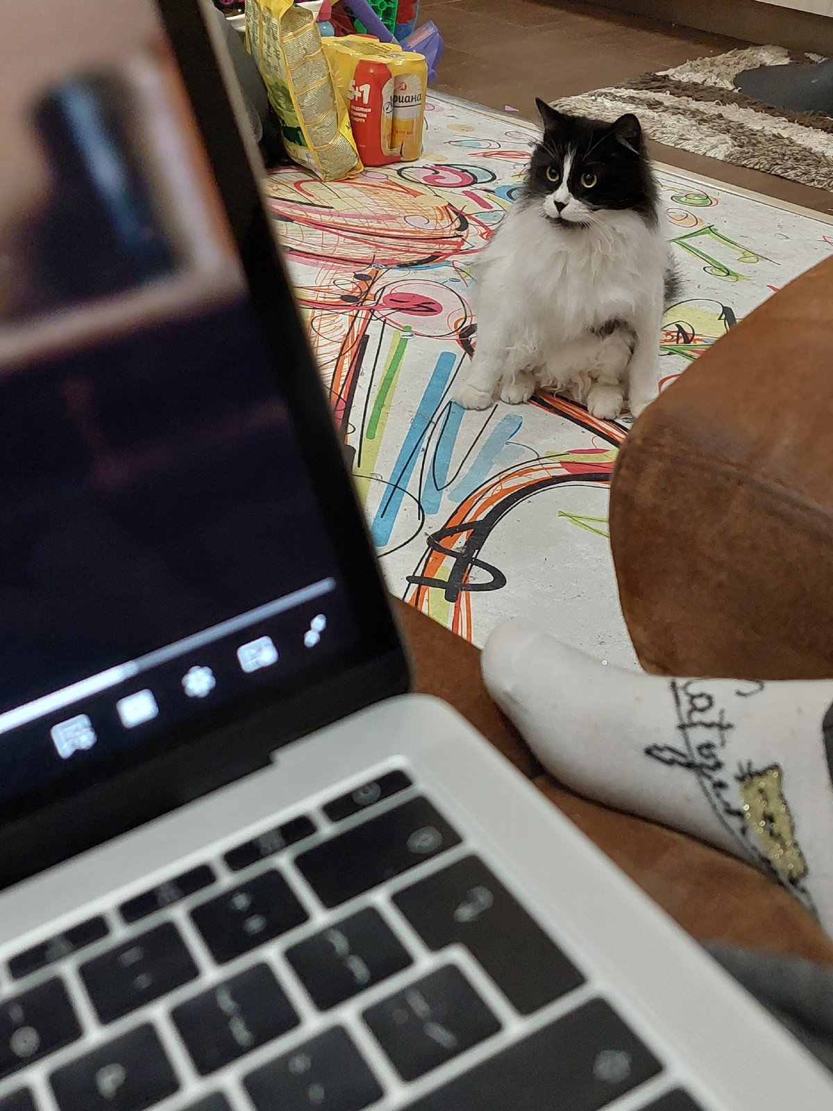 Sunday afternoon with cat and refreshments in Plovdiv home