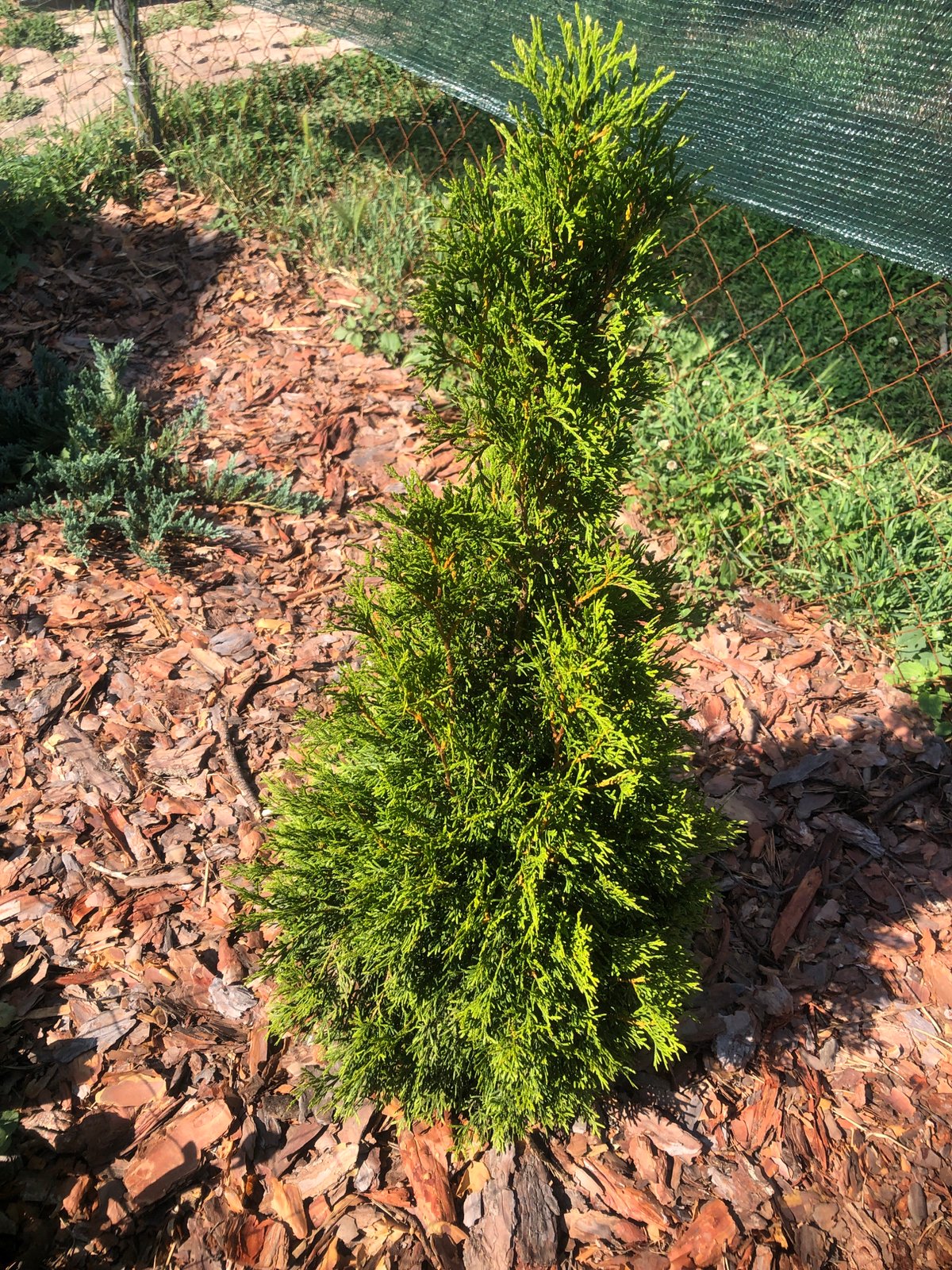 Garden tour featuring flowers, plants, and outdoor decorative elements