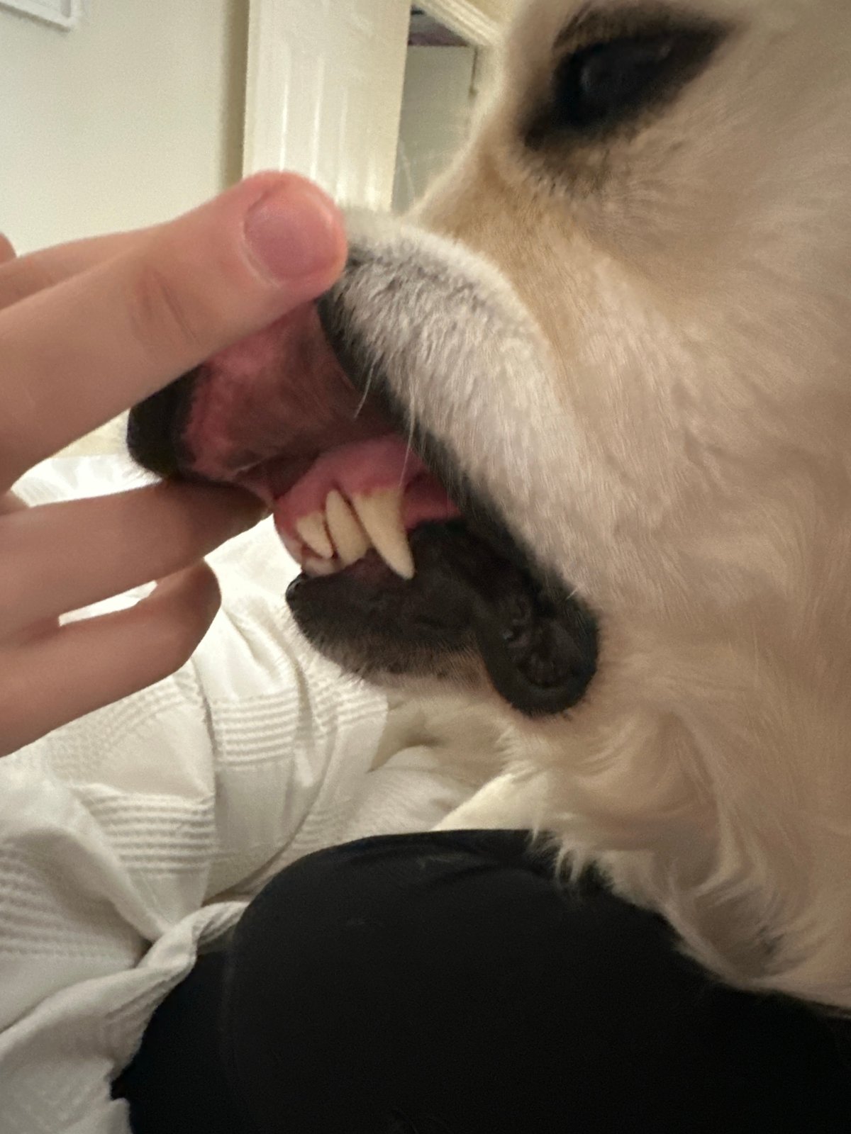Golden Retriever captured in quiet indoor moments across London