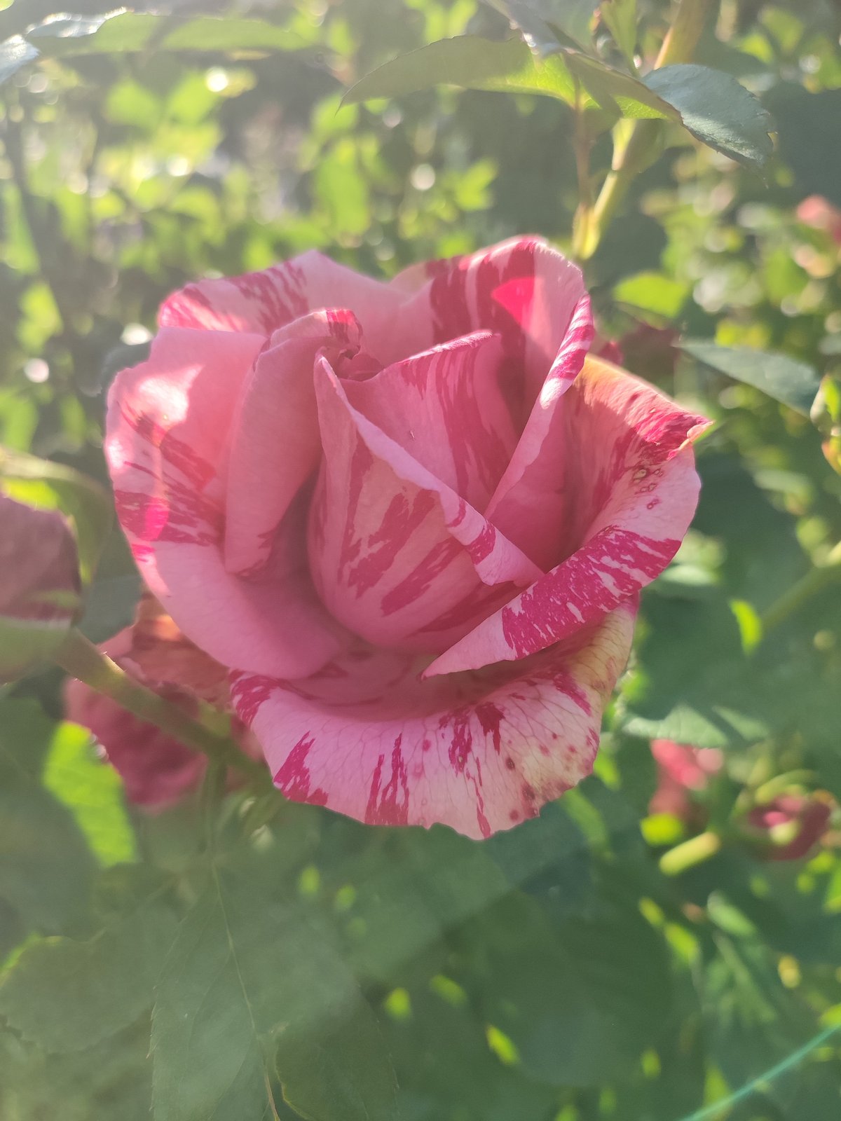 A summer garden in full bloom, shot close up