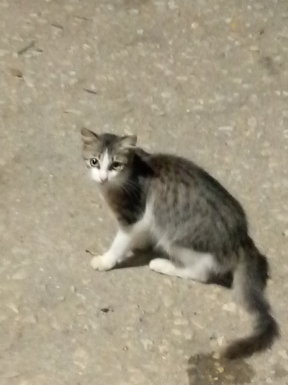 Street cats spotted in Venezuelan communities during early morning