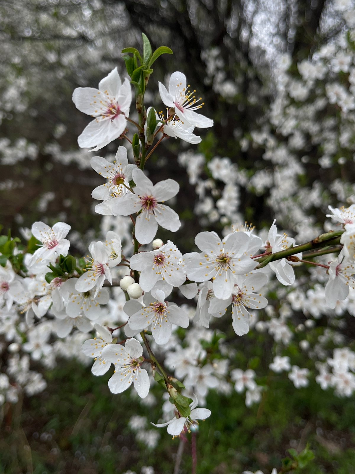 Spring blossoms observed in Sofia park during overcast morning