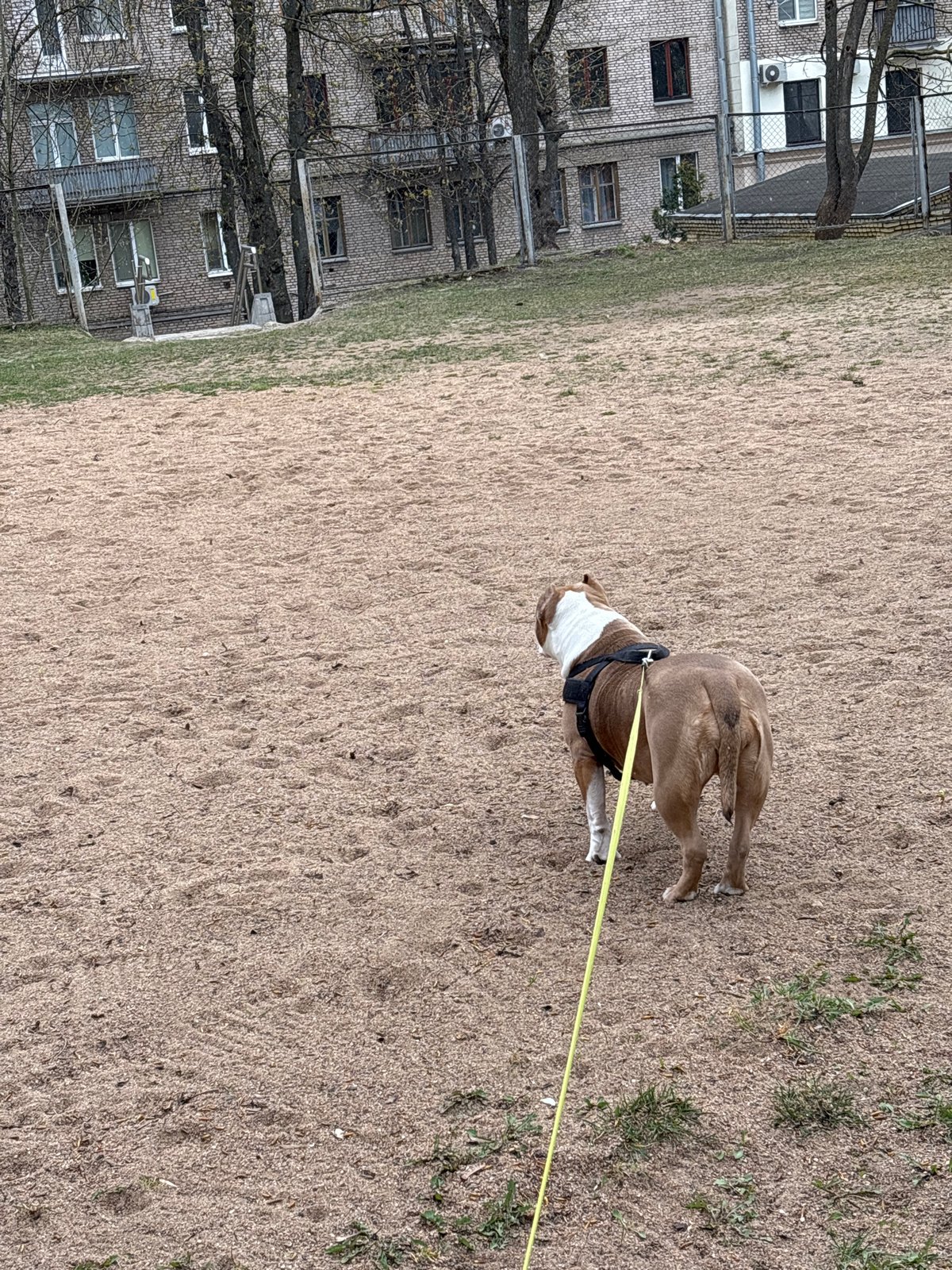 Dog spotted on sandy ground in Minsk