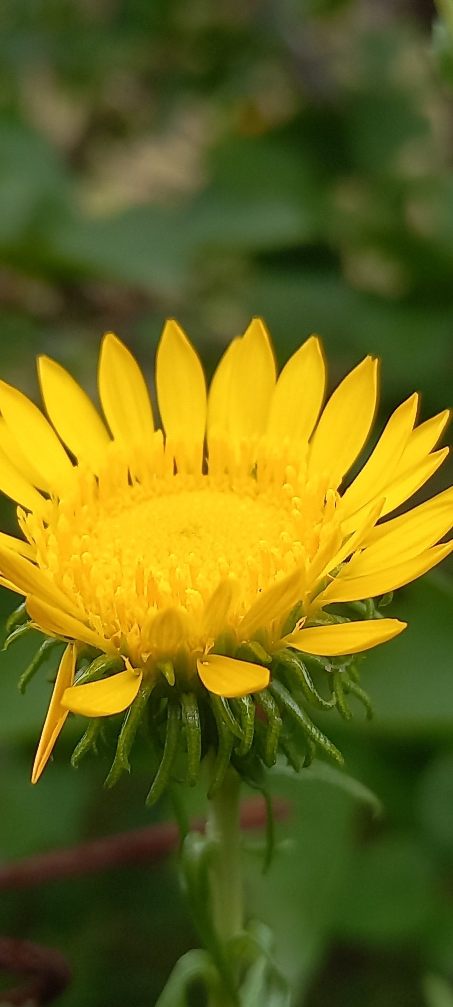 Macro botanical survey of garden and wild plants in Kryvyi Rih