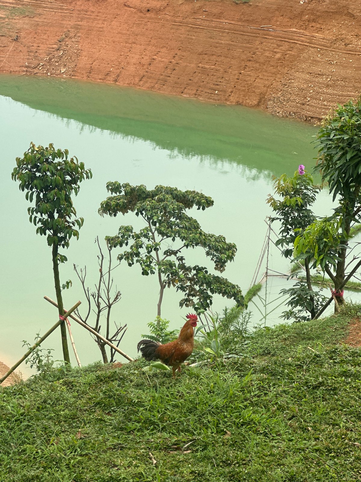 Motorcyclists pause for photos at Vietnam reservoir, rooster photobombs