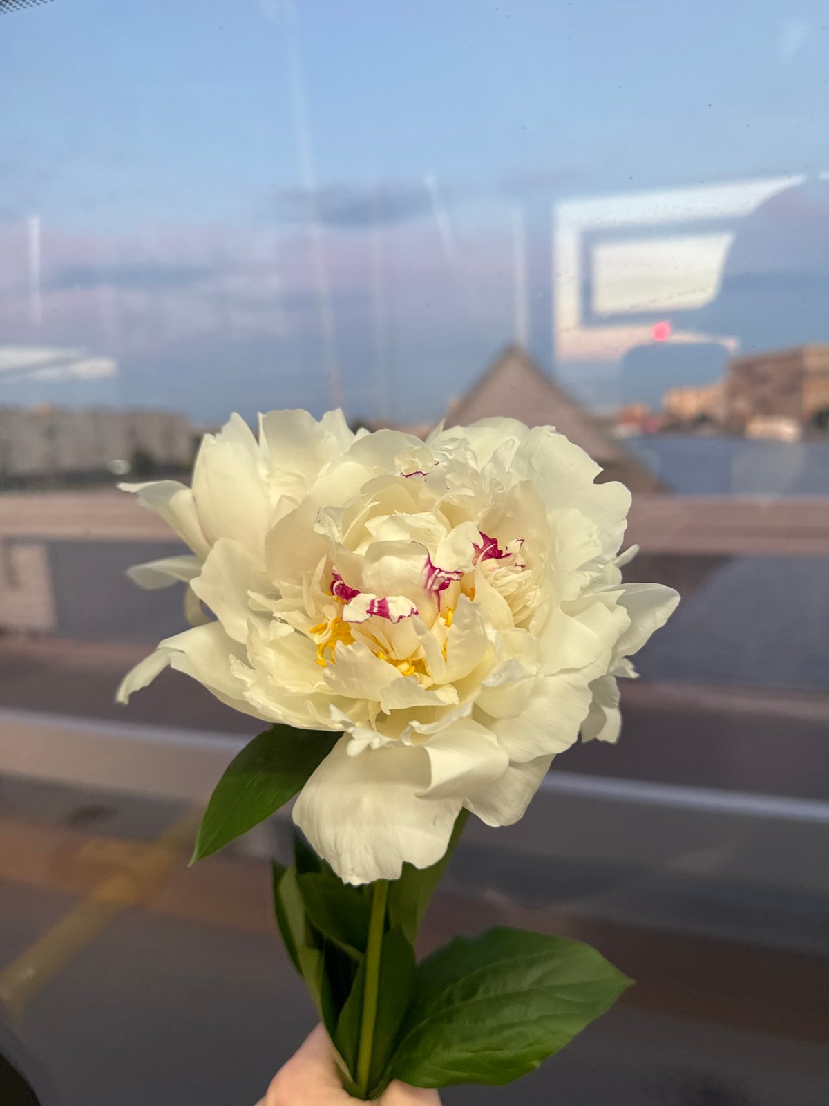 White peony held up against a Saint Petersburg window view