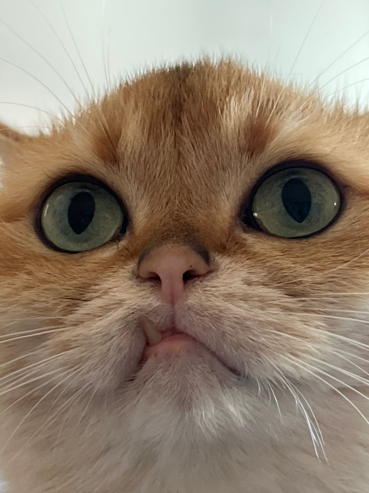 Orange tabby cat, two angles, Bar Montenegro