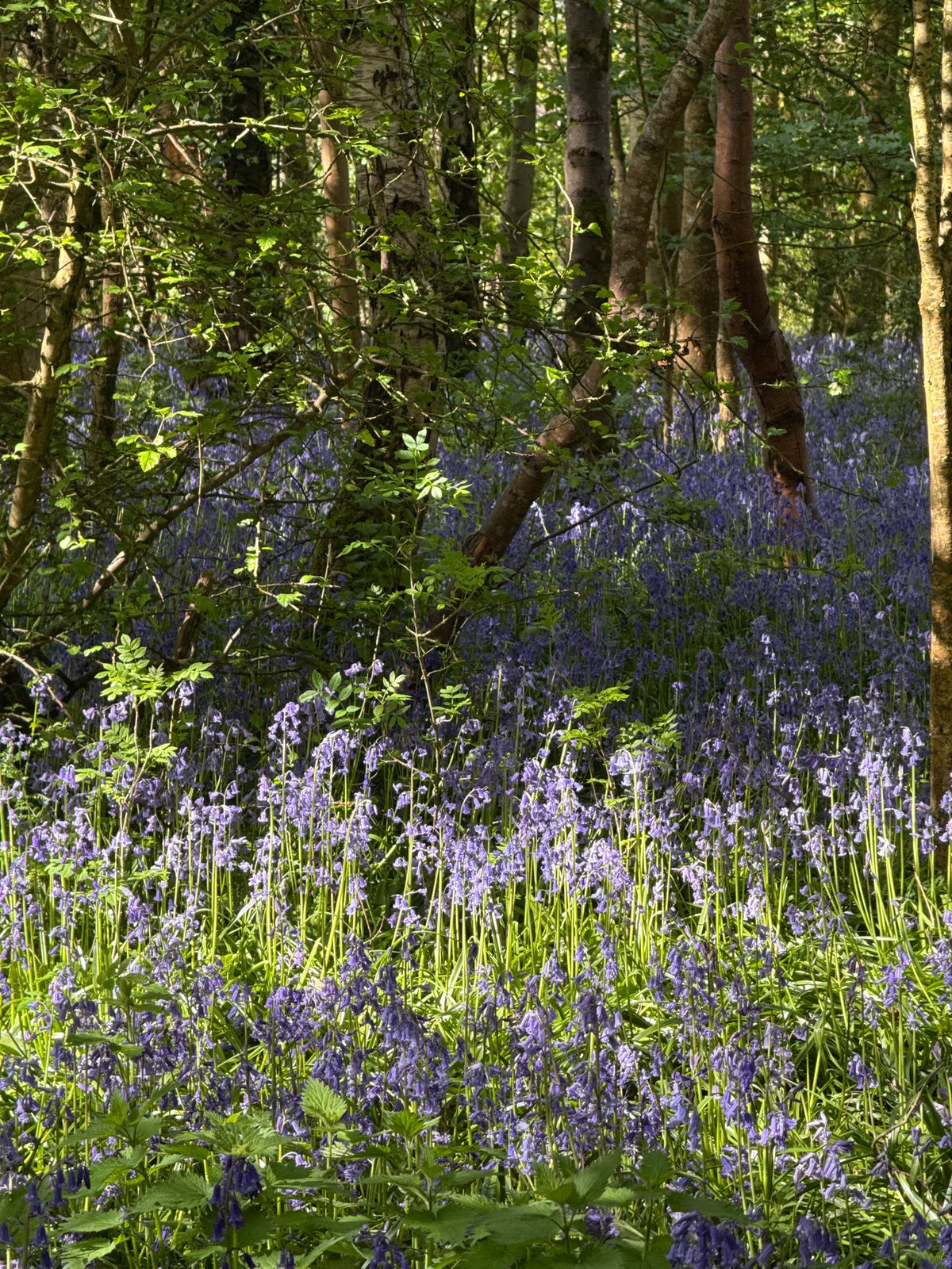 Spring countryside walk documented through flowering landscapes and rural scenes
