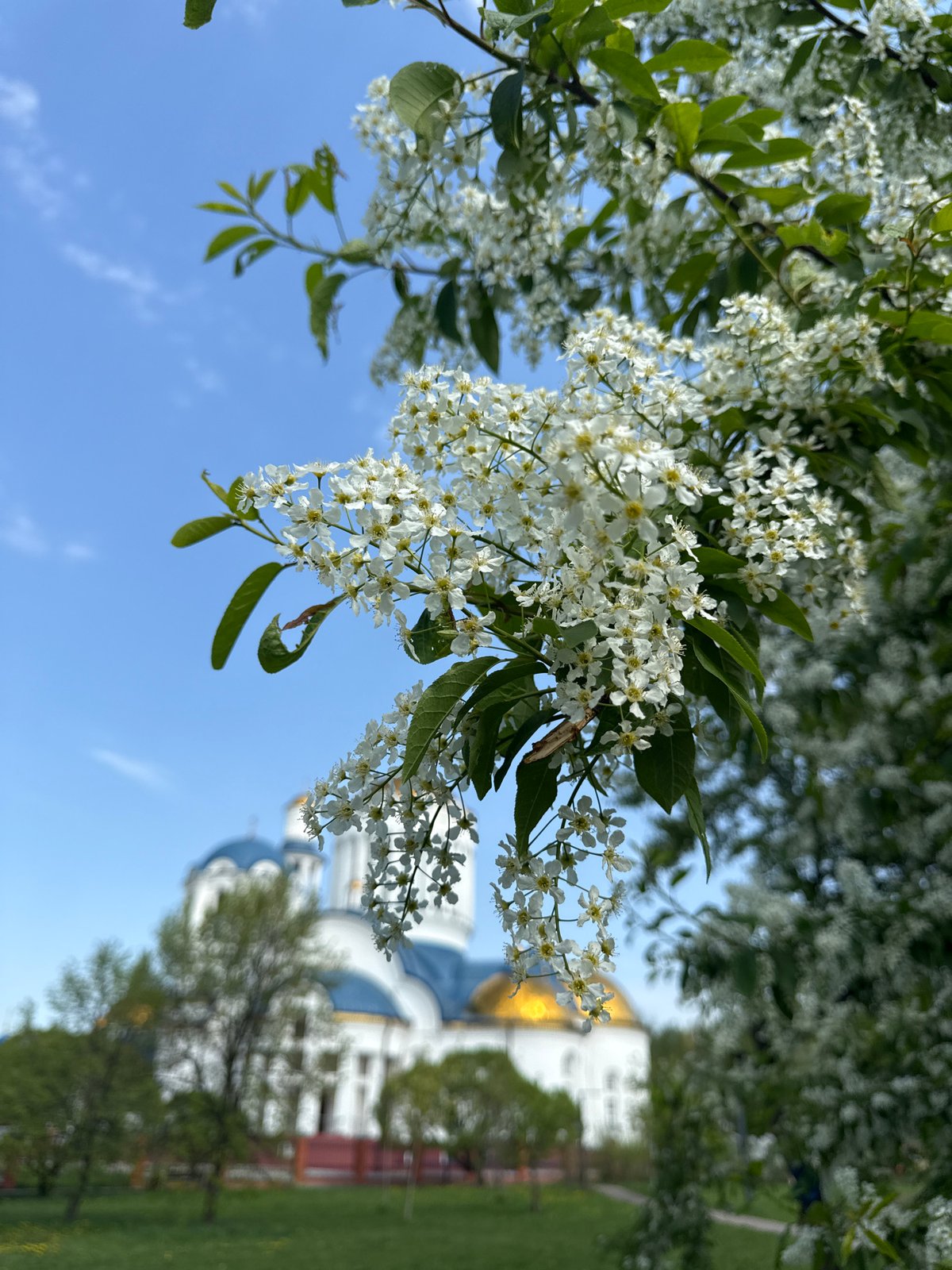Spring flowers bloom around Moscow cathedral and fields