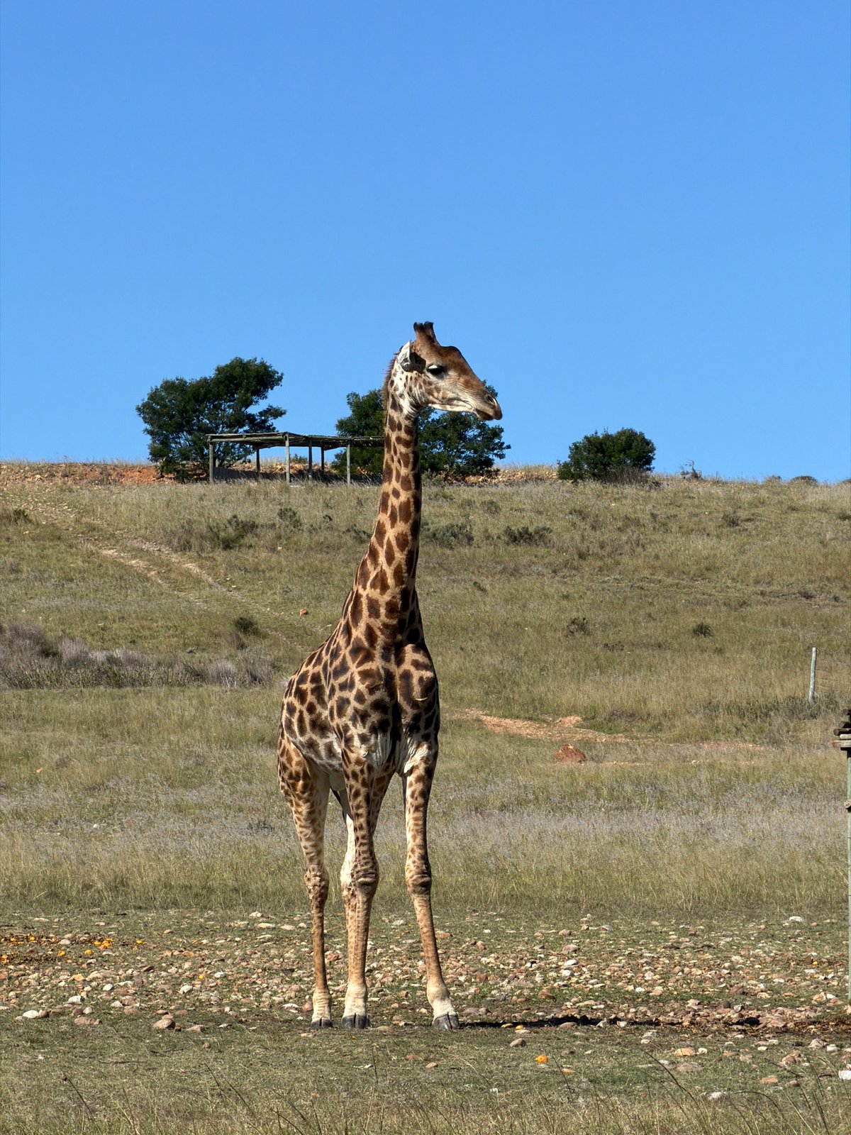 Wildlife viewing session captures giraffes, ostriches in Swellendam fields