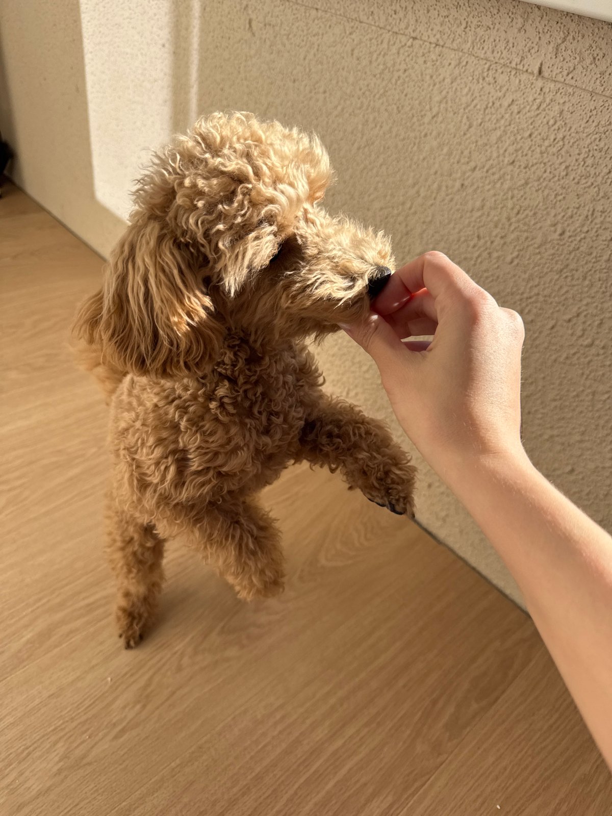 Woman feeds and cuddles brown poodle in Russian home