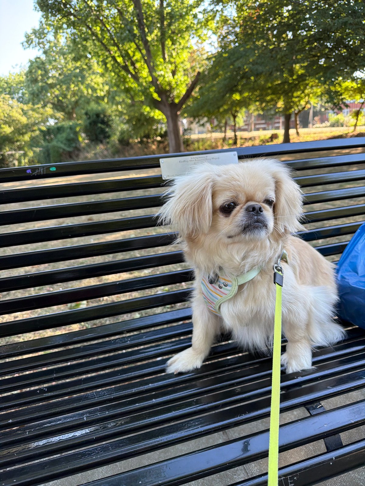 Fluffy dog takes a bench break in Southend-on-Sea park