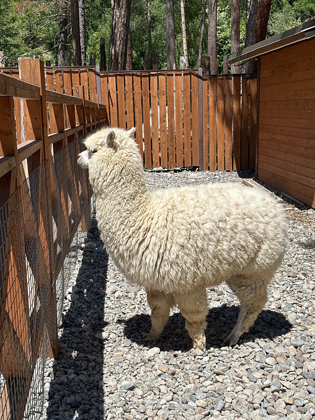 Alpacas, llamas, and a donkey at a Terskol farm enclosure
