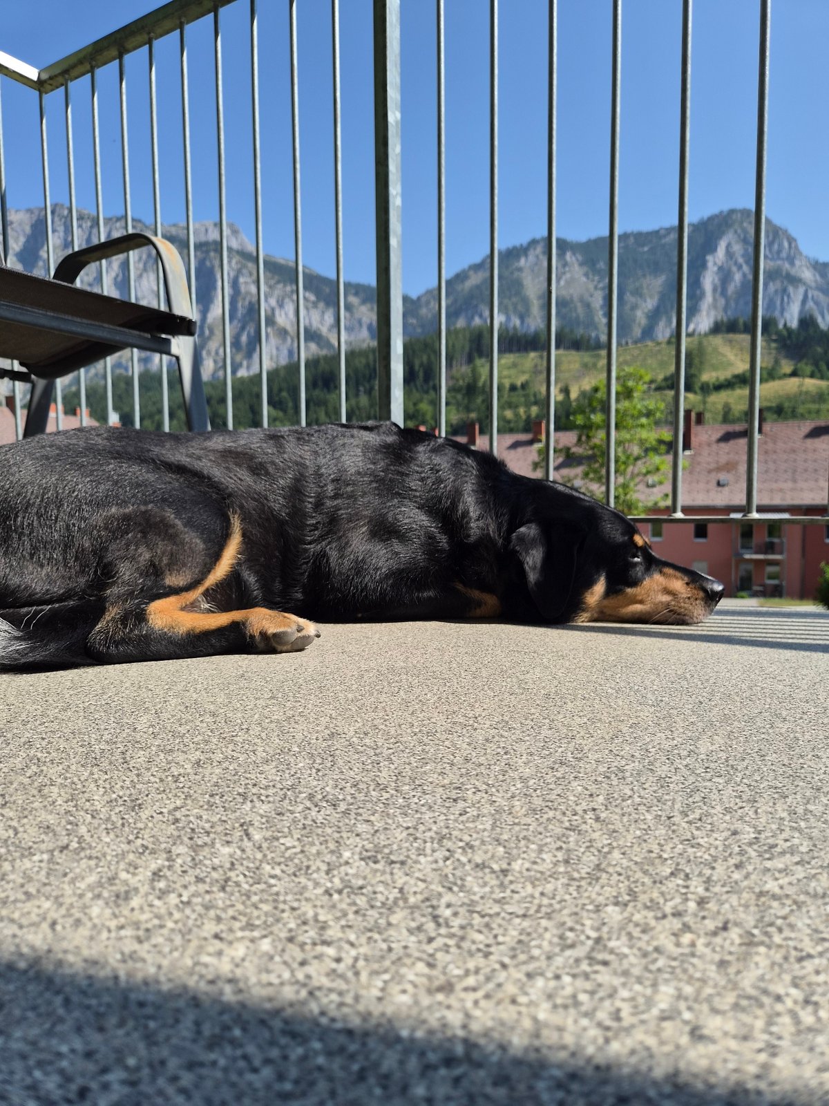 Rottweiler dozes on a sunny Eisenerz balcony amid quiet streets