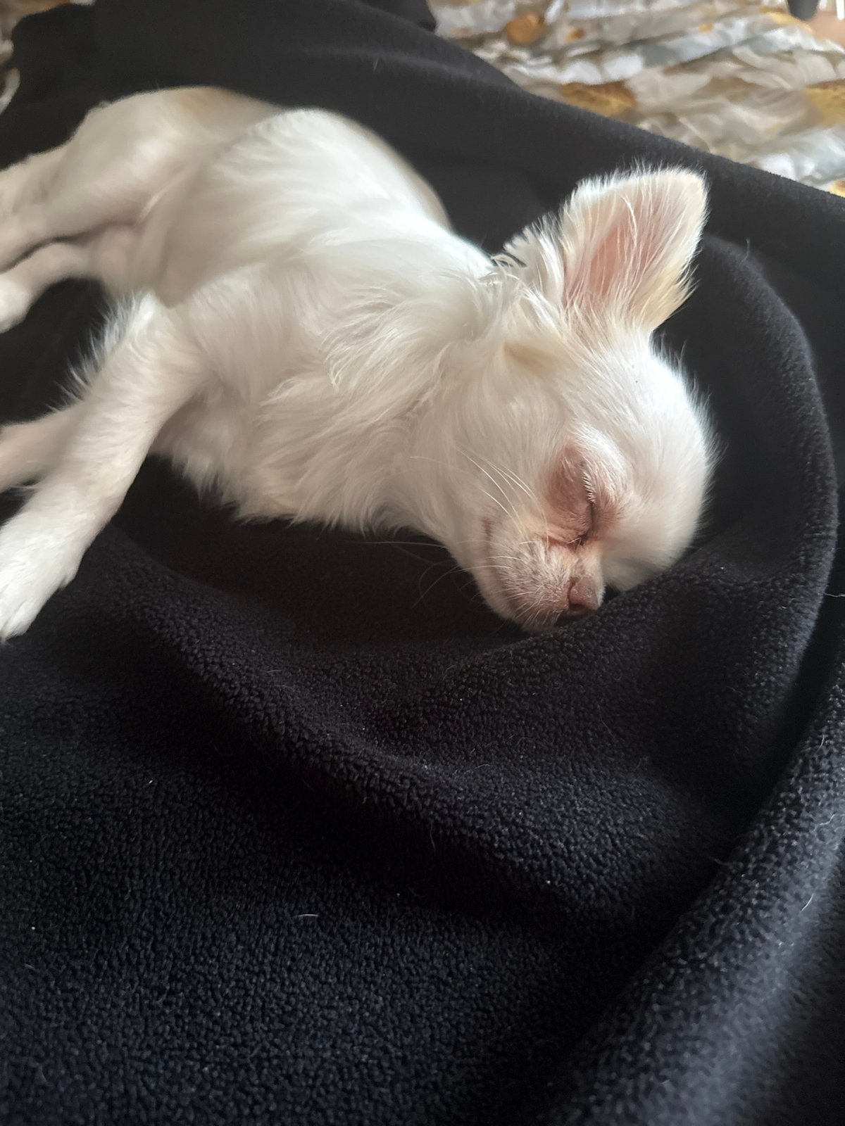 Miscellaneous indoor snapshots: pets, gear, and everyday objects