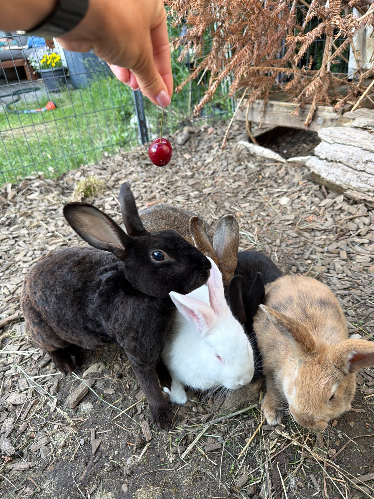 Feeding cherries to rabbits in outdoor enclosure