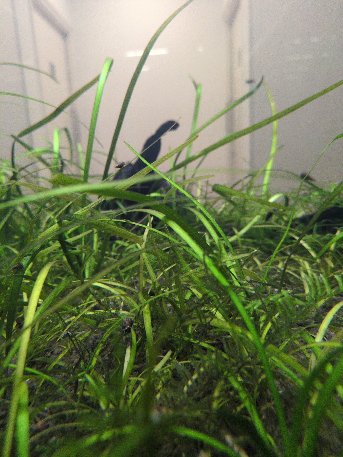 Bengaluru resident captures morning aquarium care, lunch, architecture details