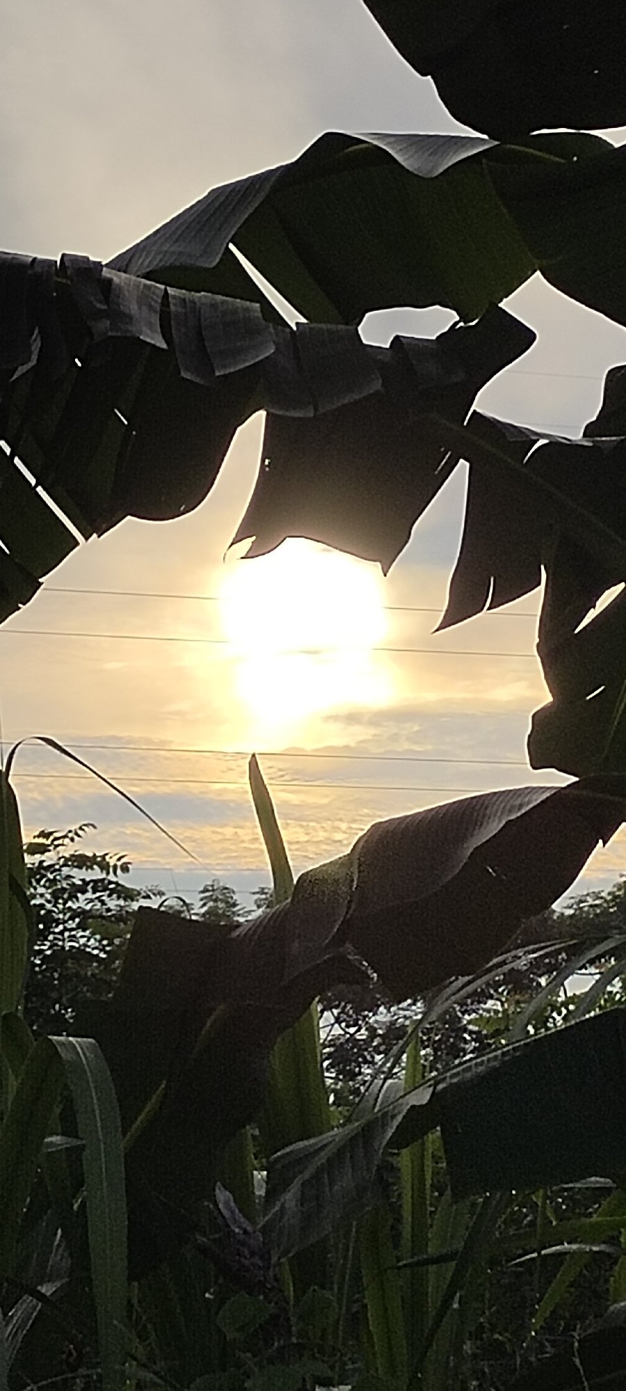 Dawn light and garden plants in Lhokseumawe, Indonesia