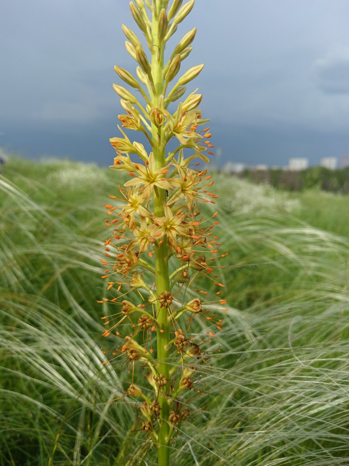 Spring flowering documented in Russian grassland field