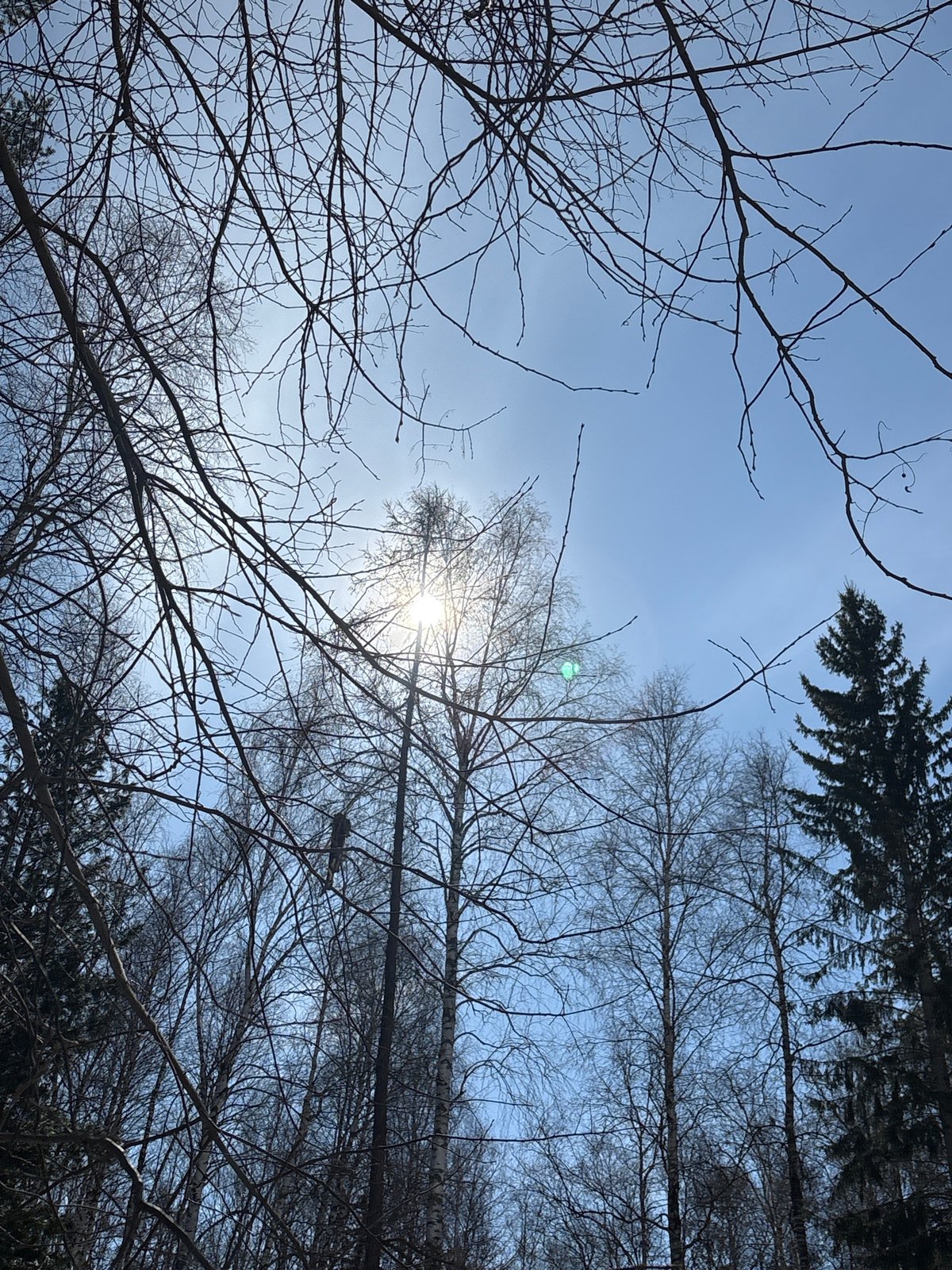 Spring moments captured in Ust-Ilimsk: cat, trees, lingering snow