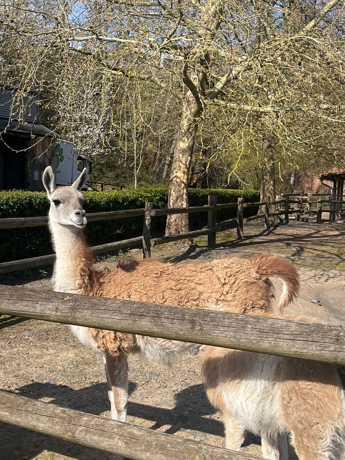 Zoo visitors observe animals at Saarbrücken facility