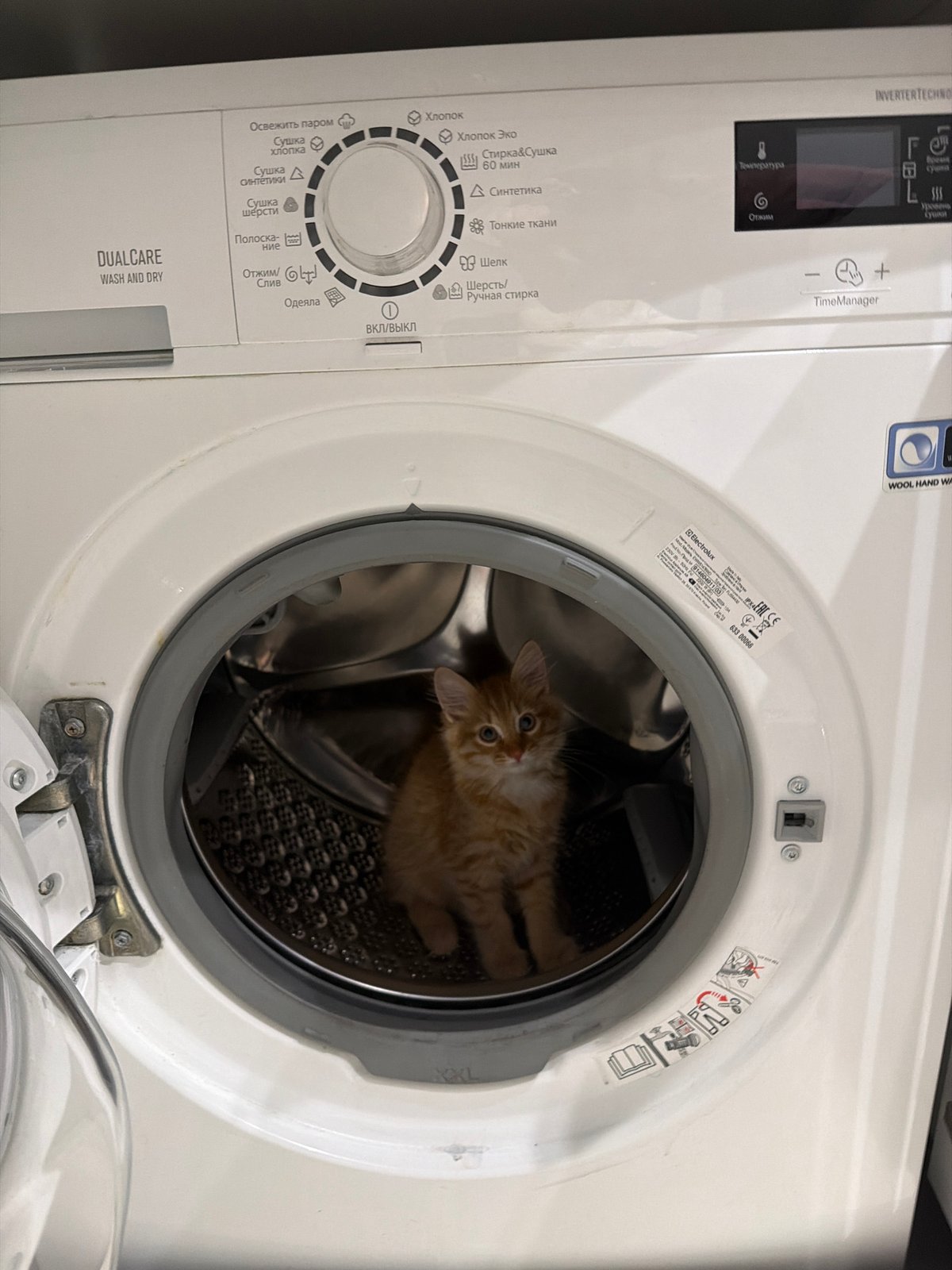 Kitten found inside washing machine drum in Khimki, Russia