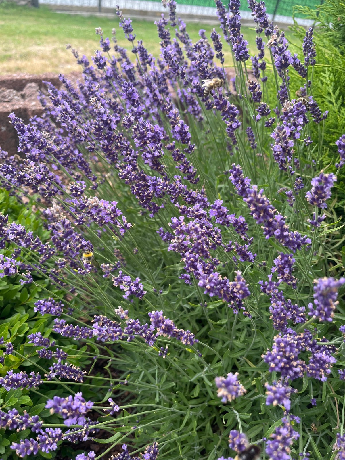 Bees among blooming lavender in Neustadt, Germany