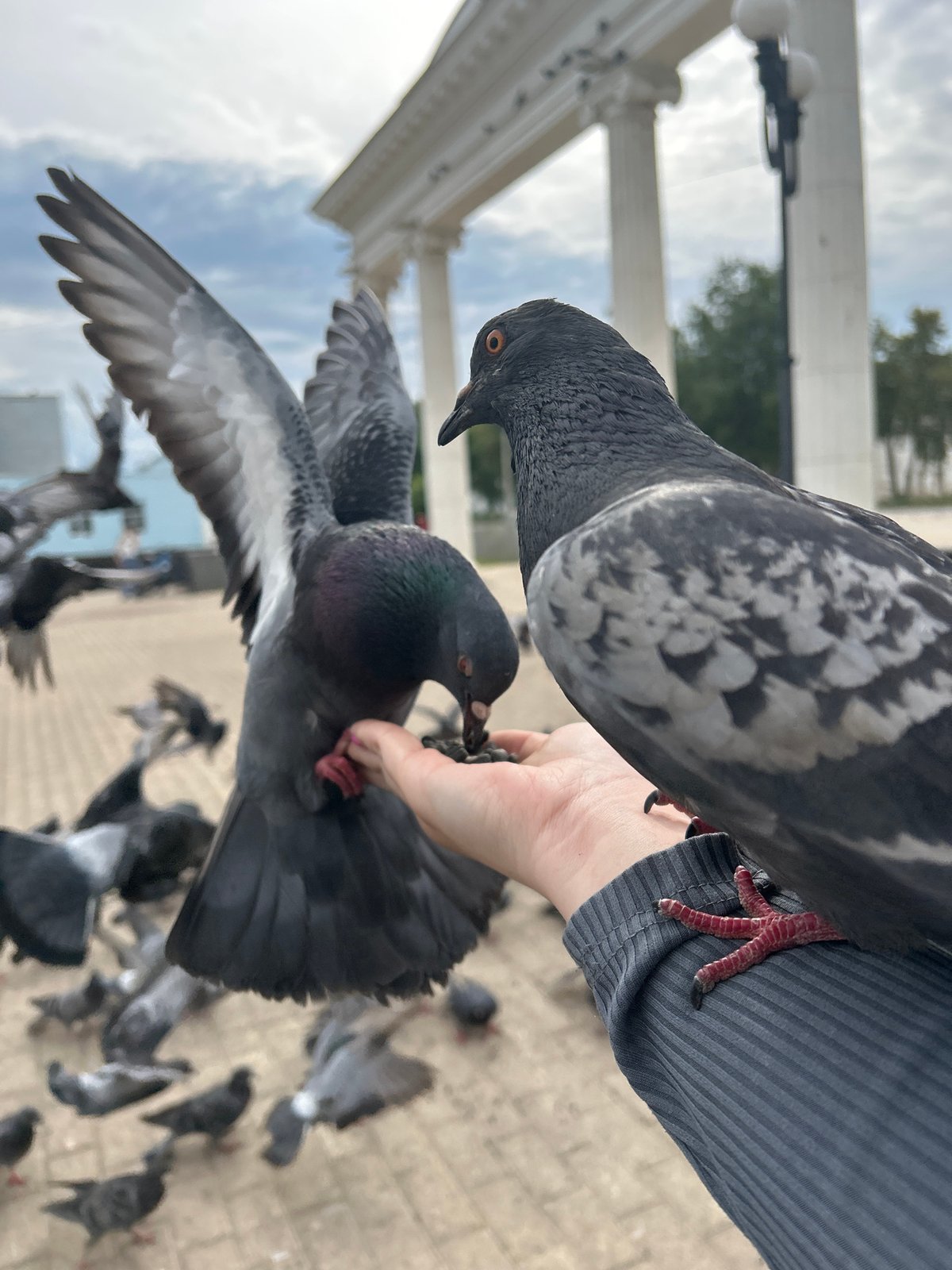 Feeding pigeons in a Chaikovsky public square on a June afternoon