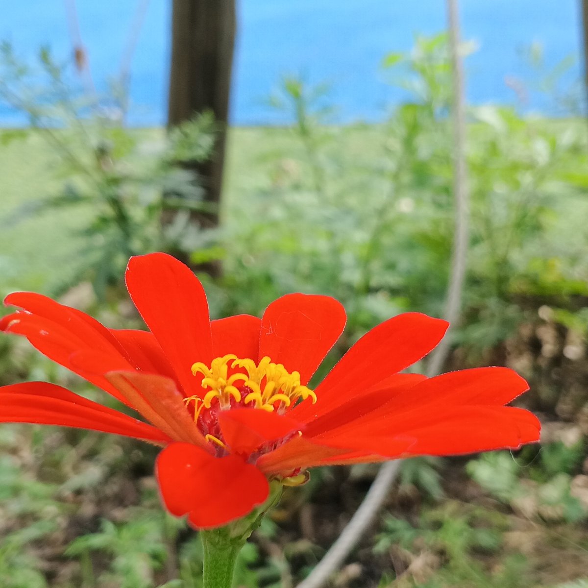 Morning walkabout captures flowers, cats, statues in Shunde District