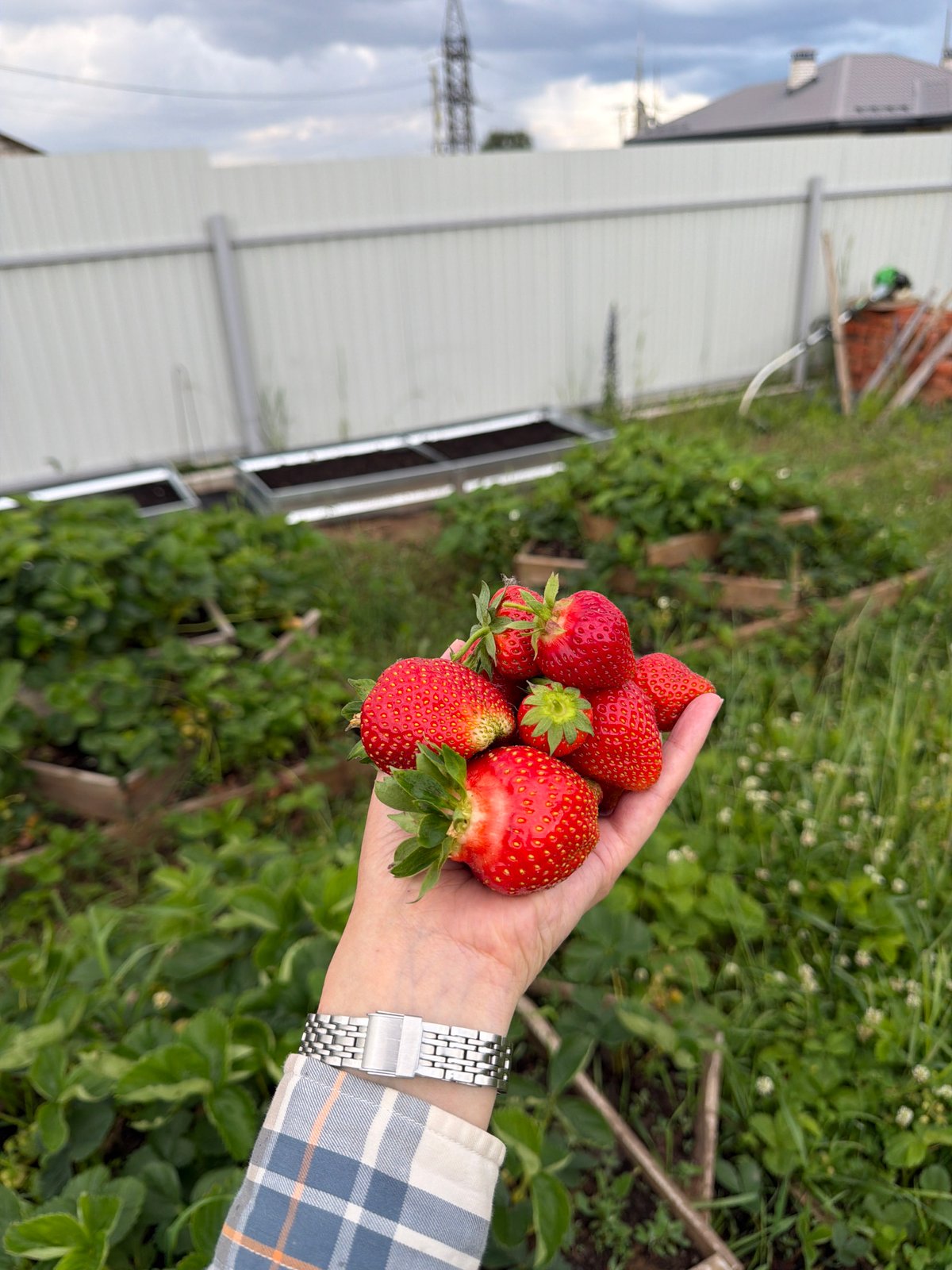 Strawberry picking and a rainy afternoon in Chaikovsky, Russia