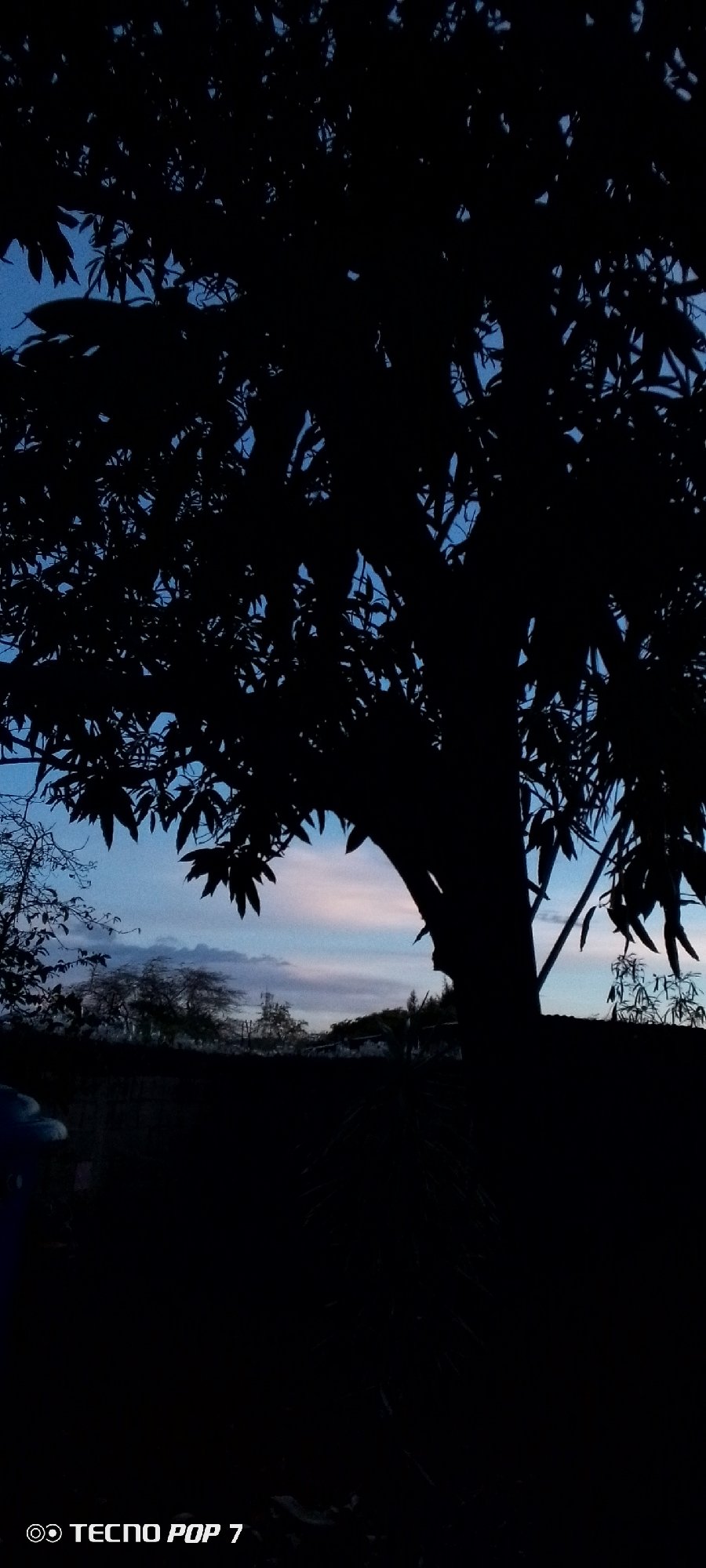 Twilight through the trees in Altagracia, Venezuela