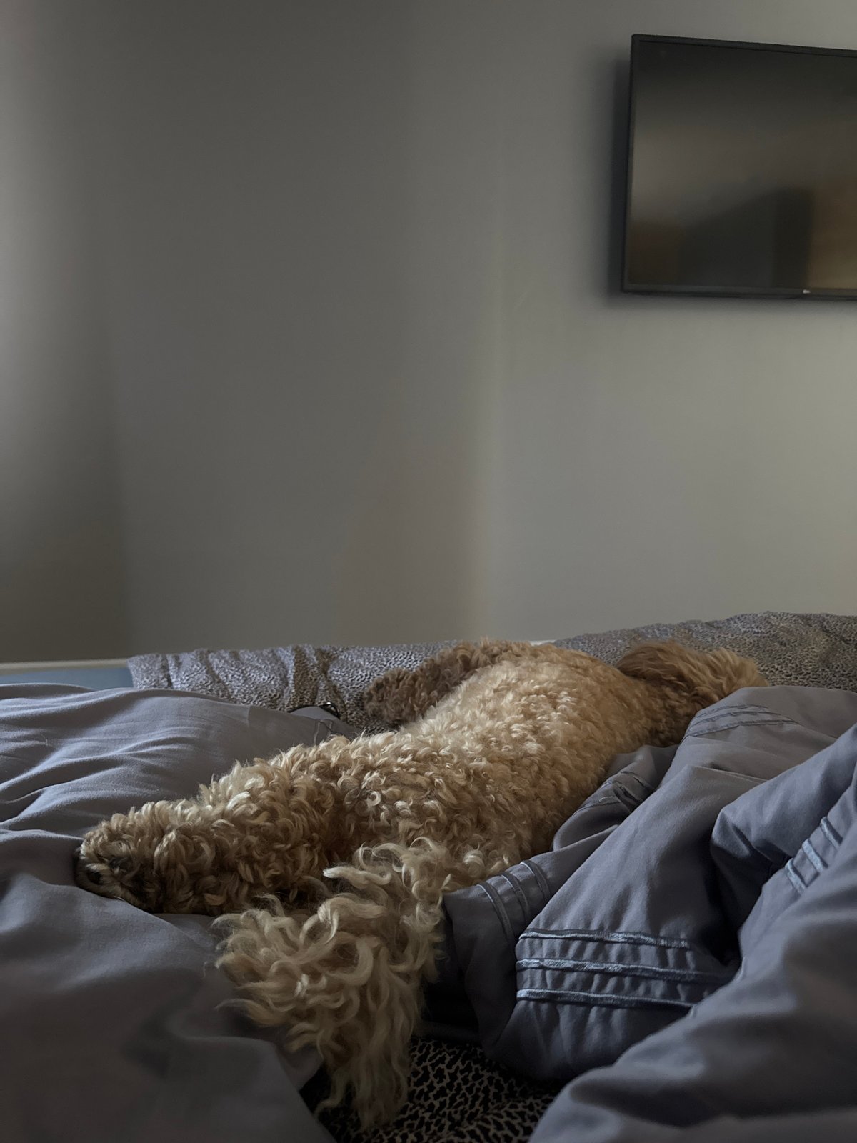 Lazy morning at home: dog cuddles and kitchen chores